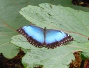 morphodos